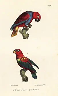 Oeuvres: Eclectus parrot and chattering lory