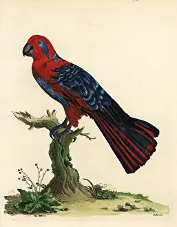 Marmaduke: Eclectus parrot, Eclectus roratus, female
