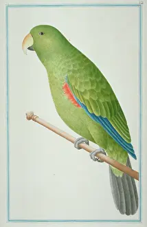 Eclectus: Eclectus roratus, eclectus parrot