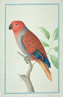 Eclectus: Eclectus roratus, eclectus parrot