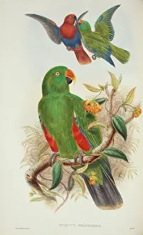 Parakeet: Eclectus roratus, eclectus parrot