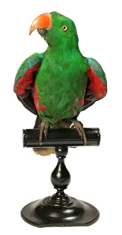 Eclectus: Eclectus roratus, Eclectus parrot