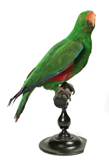Eclectus: Eclectus roratus, Eclectus parrot