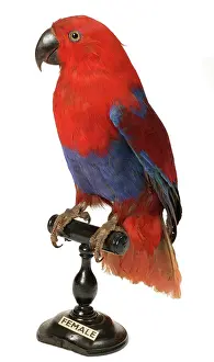 Eclectus: Eclectus roratus, Eclectus parrot