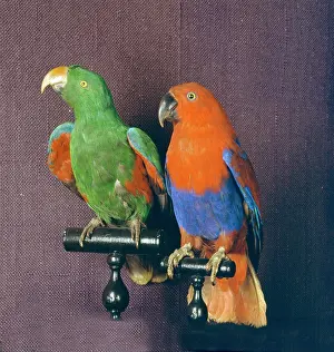 Psittaciformes: Eclectus roratus, eclectus parrot