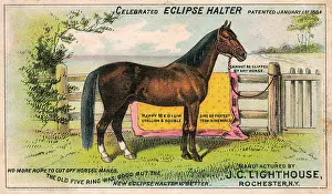 Patented: The Eclipse Halter - Advertorial postcard