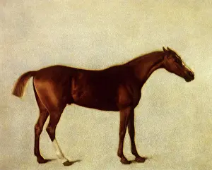 Equines: Eclipse, by Stubbs