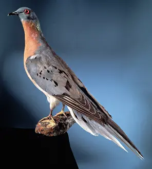 Ectopistes: Ectopistes migratoria, passenger pigeon