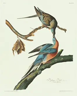Cincinnati: Ectopistes migratorius, passenger pigeon