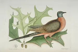 Acorn: Ectopistes migratorius, passenger pigeon