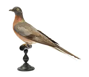 Hunted: Ectopistes migratorius, passenger pigeon