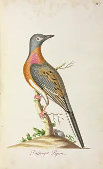 Ectopistes: Ectopistes migratorius, passenger pigeon