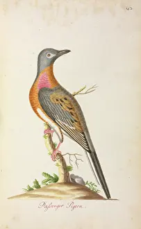 Ectopistes: Ectopistes migratorius, Passenger pigeon