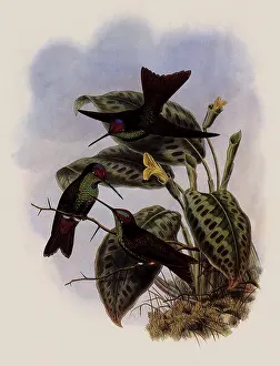 Swifts: Ecuadorean Rainbow, Diphlog...aena Hesperus