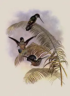 Ecuadorian: Ecuadorian Tooth-Bill, Androdon...'quatorialis
