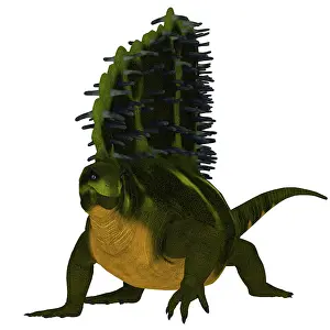 Claw: Edaphosaurus dinosaur, front view
