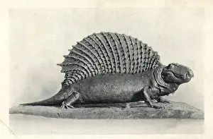 Edaphosaurus: Edaphosaurus (Naosaurus) from Permian strata of Texas