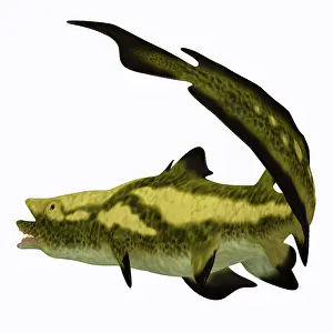 Elasmobranch: Edestus shark