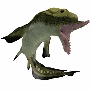 Elasmobranch: Edestus shark of the Carboniferous period