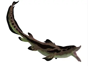 Elasmobranch: Edestus shark of the Carboniferous period