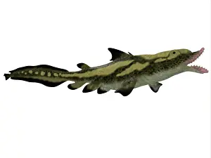 Elasmobranch: Edestus shark of the Carboniferous period