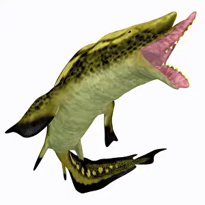 Elasmobranch: Edestus shark with mouth open