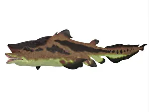 Elasmobranch: Edestus shark, white background