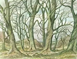 Beechwood: The Edge of the Beechwood