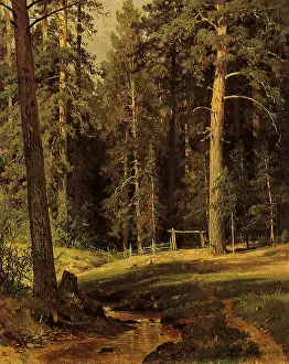 Gently: Edge of a Forest
