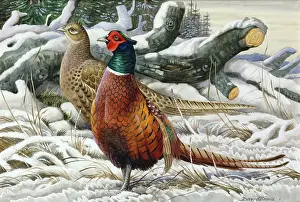 Pheasants: Edge of the Wood ' pheasants in snow