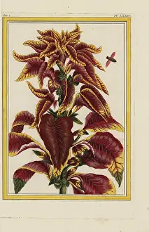Amaranth: Edible amaranth, Amaranthus tricolor