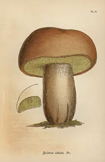 Mordecai: Edible boletus, Boletus edulis