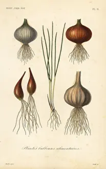 Corbie: Edible bulbous plants
