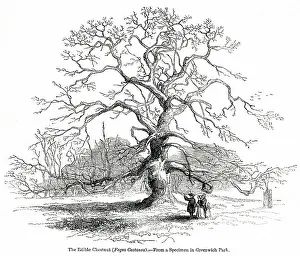Castanea: Edible chestnut tree, Fagus castanea