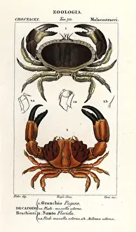 Arctica: Edible crab and furrowed crab