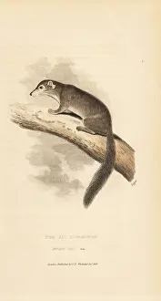 Glis: Edible dormouse, Glis glis