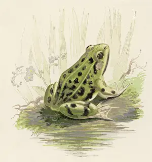 Esculenta: EDIBLE FROG 19C