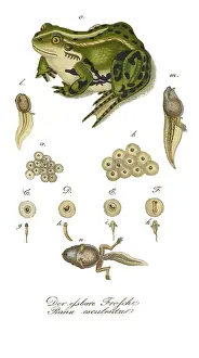 Metamorphosis: Edible Frog Development