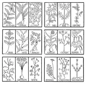 Sage: Edible herbs
