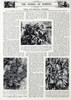 Jan20: Edible and medicinal seaweeds, 1940