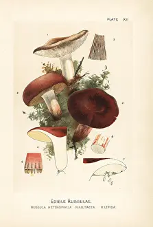 Mycology: Edible russulae mushrooms