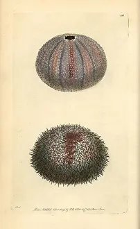 Echinus: Edible sea urchin, Echinus esculentus