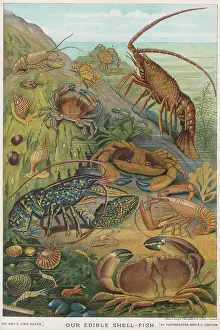 Crayfish: EDIBLE SHELLFISH