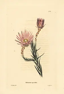 Loddiges: Edmondia pinifolia