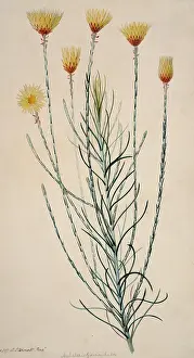 Everlasting: Edmondia sesamoides, everlasting