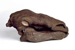 Ankylosauria: Edmontonia