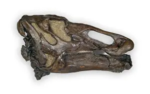 Anatosaurus: Edmontosaurus