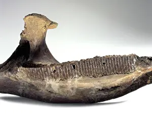 Anatosaurus: Edmontosaurus
