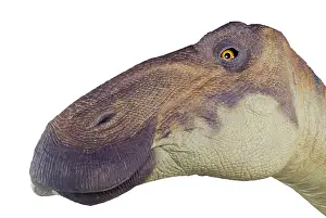 Anatosaurus: Edmontosaurus