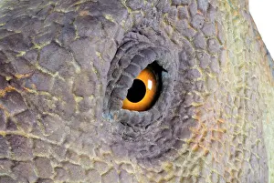 Anatosaurus: Edmontosaurus